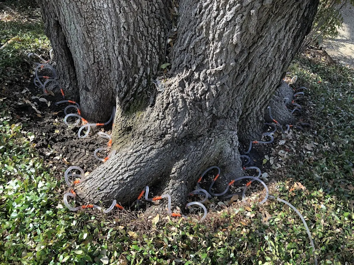 Detailed Tree Cabling and Bracing job site in West Shokan
