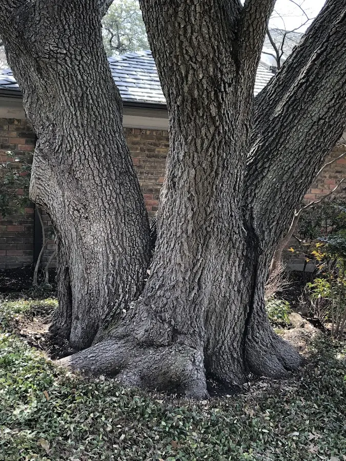 Mature heritage tree close to a West Shokan property cared for by certified arborists